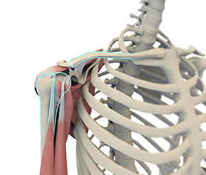 Shoulder Anatomy 3d imgae